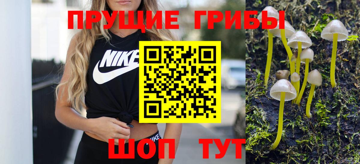 где купить наркоту  Майкоп  Галлюциногенные грибы Cubensis  Псилоцибиновые грибы мицелий 